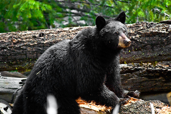 (�2010) "Rosie" (Black Bear sow and cub)