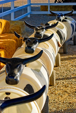 Cow Train