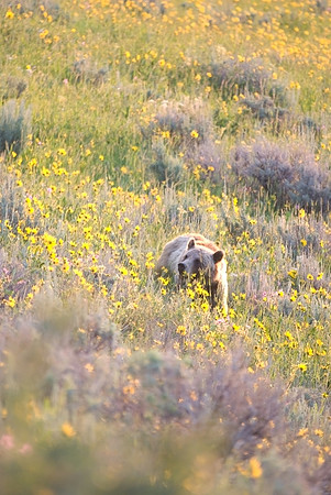 (�2009) Grizzly Bear (Juvenile)