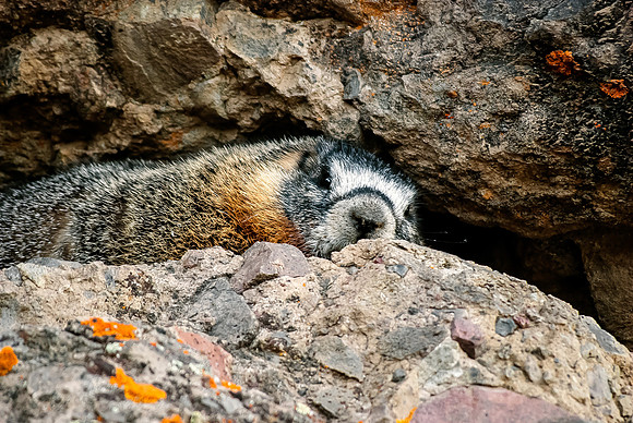 (�2012) Yellow-bellied Marmot