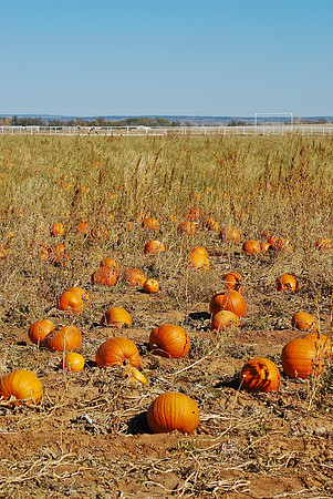 Pumpkin Patch