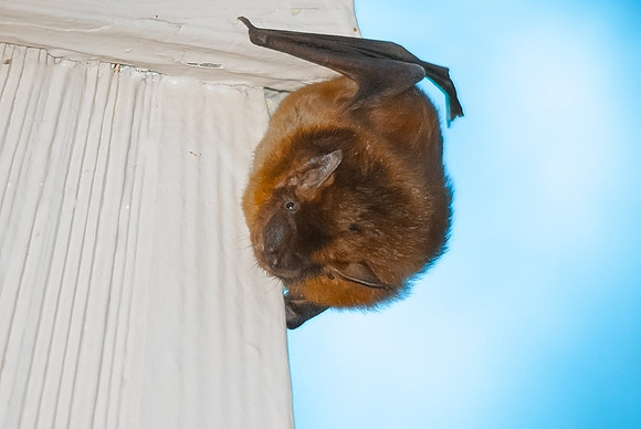 (�2012) Bat