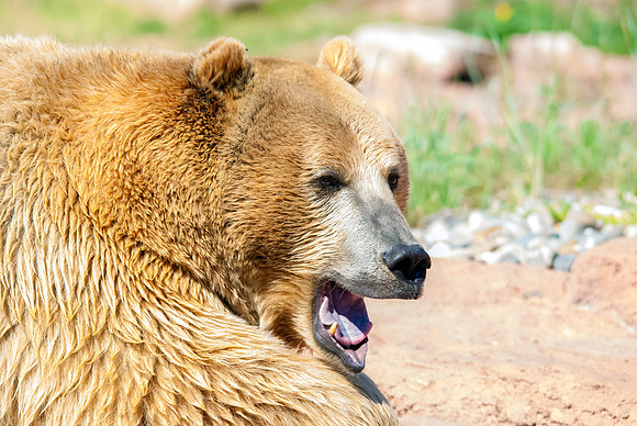 (�2012) Grizzly Bear