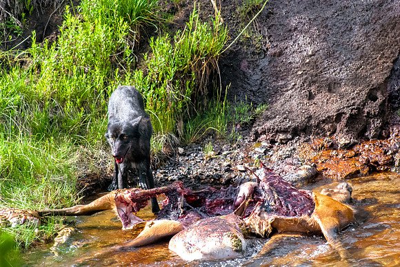 (�2012) Grey Wolf (Canyon Pack)