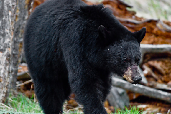 (�2010) Black Bear