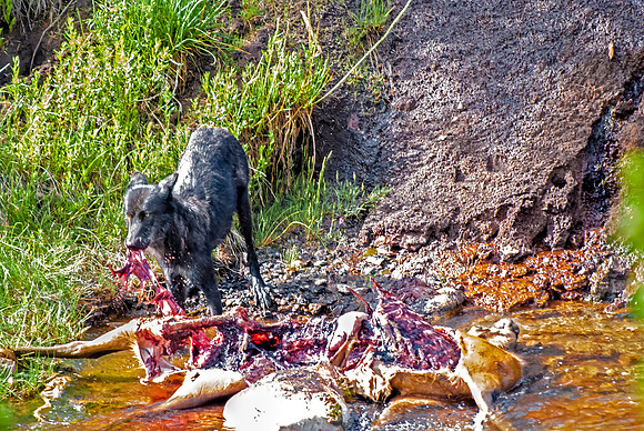 (�2012) Grey Wolf (Canyon Pack)