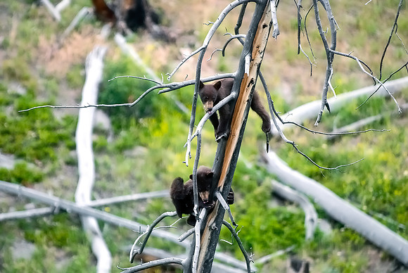 (�2012) "Rosie" (Black Bear sow and two cubs)