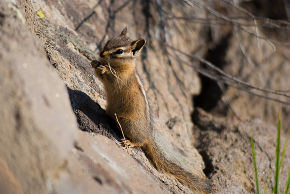 (�2012) Chipmunk (Least Chipmunk)