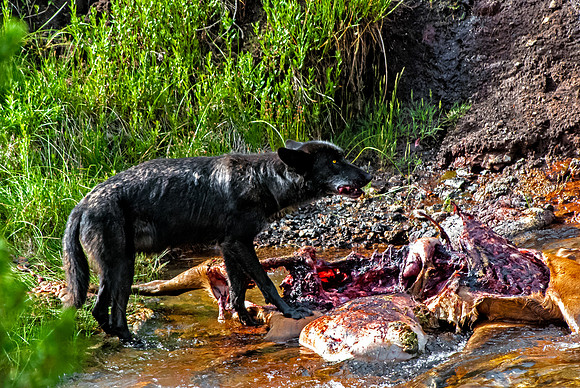 (�2012) Grey Wolf (Canyon Pack)