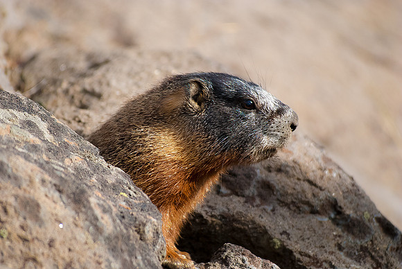 (�2012) Yellow-bellied Marmot