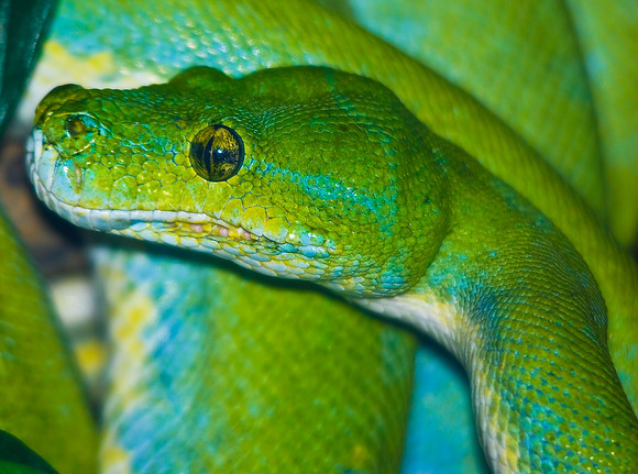 Green Tree Python