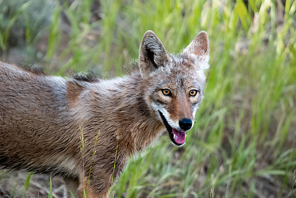 (�2012) Coyote