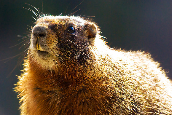(�2010) Yellow Bellied Marmot