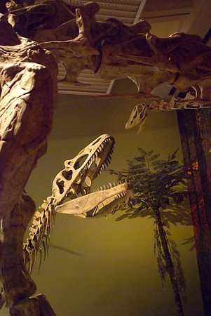 Fossils