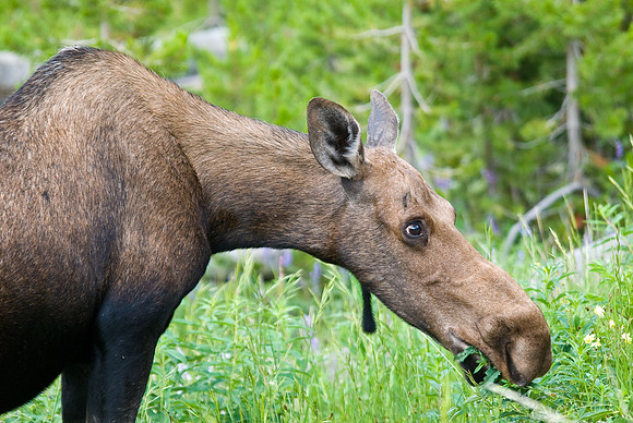 (�2009) Moose (Cow with Calf)