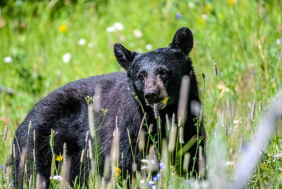(�2012) Black Bear