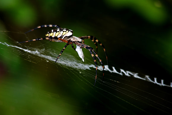 Spider