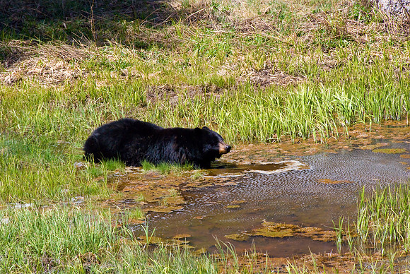 (�2010) Black Bear