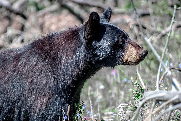 (�2012) Black Bear