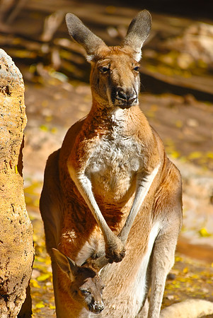 Kangaroo and Joey