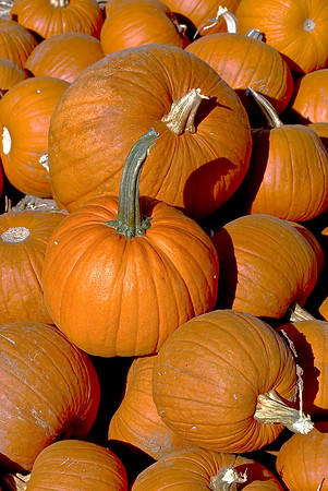 Pumpkin Collection