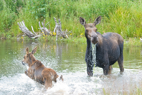 (�2009) Moose (Cow with Calf)