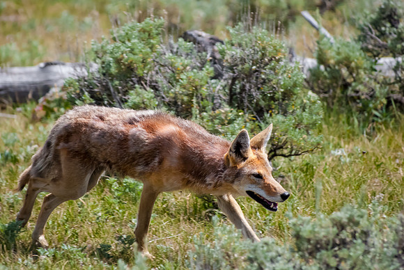(�2012) Coyote