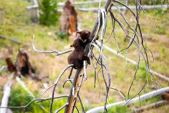(�2012) "Rosie" (Black Bear sow and two cubs)
