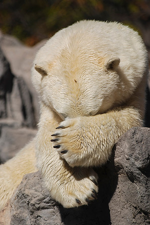 Polar Bear