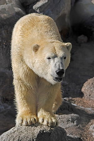 Polar Bear