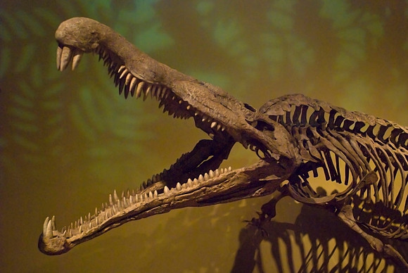 Fossils