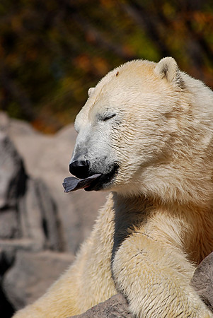 Polar Bear