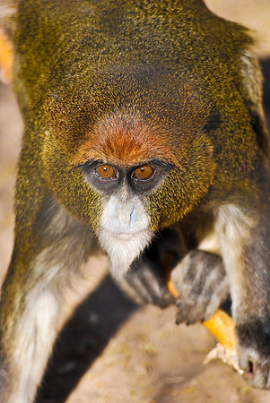 De Brazza's Monkey