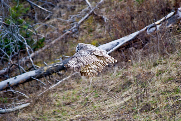 (�2010) Great Grey Owl
