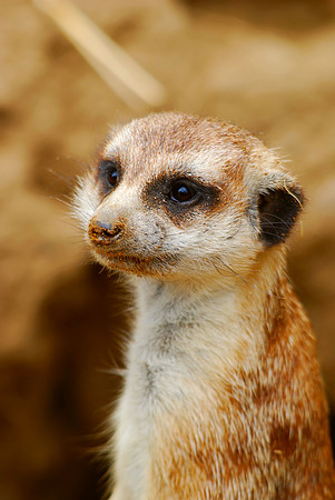 Meerkat