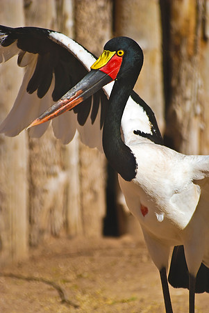 Saddle-billed Stork