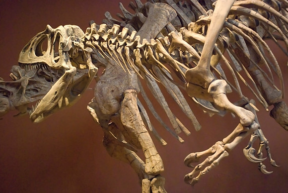 Fossils