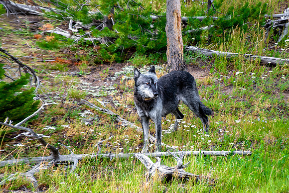 (�2012) Grey Wolf (Canyon Pack)