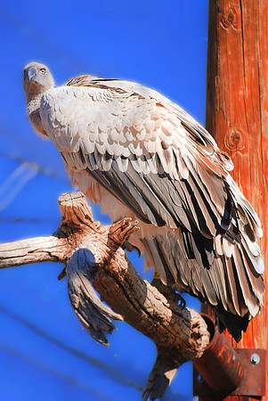 Cape Griffon Vulture