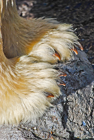 Polar Paws
