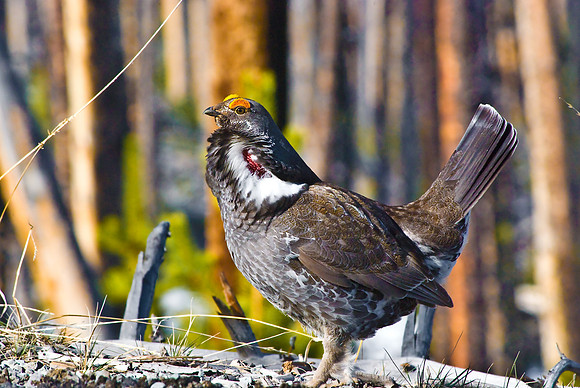 (�2010) Grouse