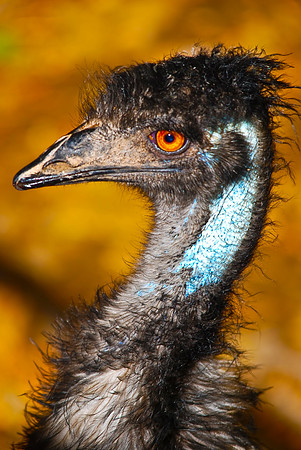 Emu