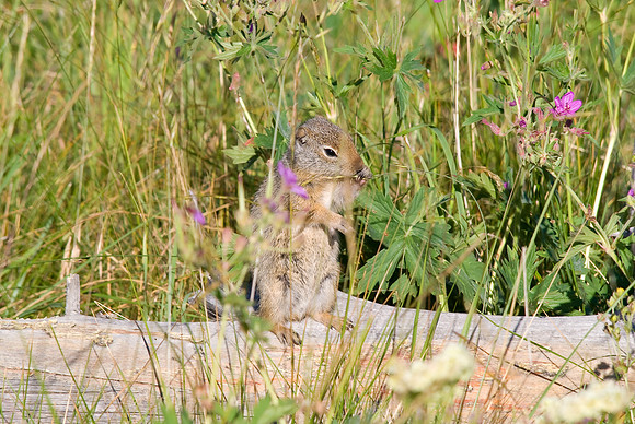 (�2009) Uinta Ground Squirrel