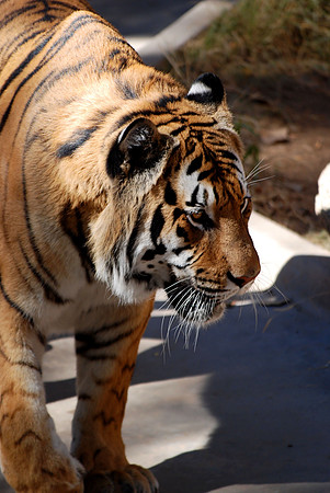 Bengal Tiger