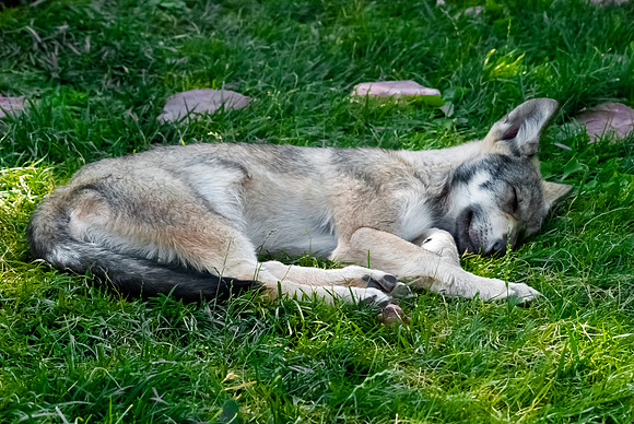 (�2012) Grey Wolf (Canyon Pack)