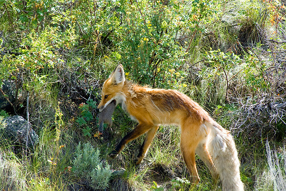 (�2009) Red Fox