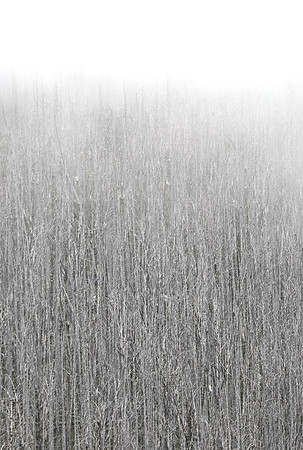 (�2009) Trees in the Fog