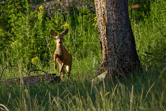 (�2009) Mule Deer (Fawn)