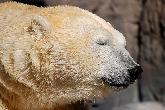 Polar Bear
