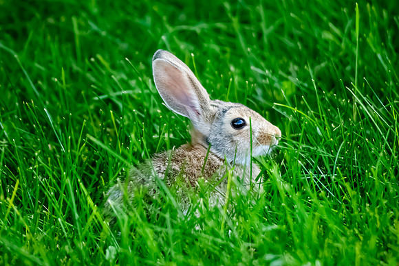(�2012) Rabbit